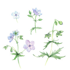 A beautiful blue flower on a stem. Meadow geranium. Set.