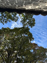 나무와 하늘과 구름