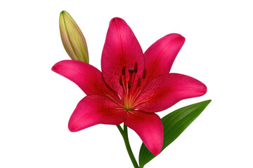 Fototapeta premium Pink lily flower in full bloom showing stamen and pistil with green bud on stem transparent background