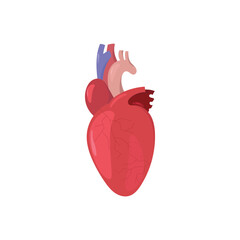 human heart anatomy model