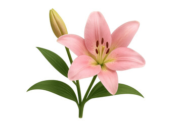 Naklejka premium Pink lily flower showing delicate petals, green leaves, and a closed bud against a transparent background