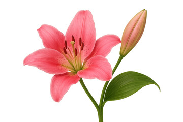 Fototapeta premium Pink lily flower blooming with an unopened bud, capturing growth and natural beauty on transparent background