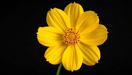 A vibrant, bright yellow flower with delicate petals against a dark background