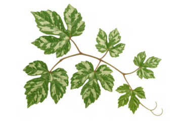 Variegated parthenocissus tricuspidata vine branch displaying green and white leaves on a transparent background