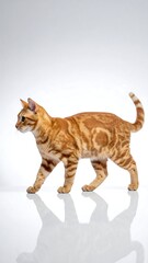 Obraz premium An orange tabby cat walks in profile view on a white surface