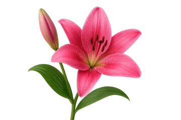 Fototapeta premium Pink lily bloom with a closed bud on stem, vibrant botanical beauty on transparent background