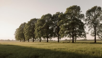 Row of trees in a field at sunrise with long shadows.