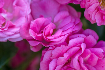 Beautiful varietal roses in the summer garden