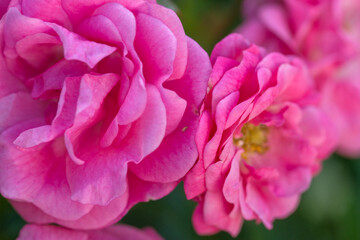 Beautiful varietal roses in the summer garden