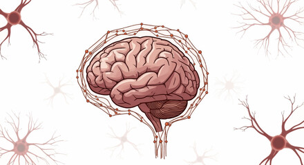 Anatomical illustration displays a brain encircled by a neural network set against a white backdrop accompanied by neuron cells