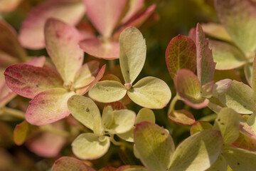 Beautiful varietal hydrangeas in the summer garden