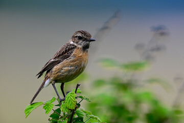 adolescent European stonechat // halbwüchsiges Schwarzkehlchen (Saxicola rubicola)