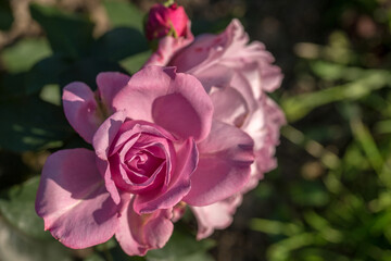 Beautiful varietal roses in the summer garden
