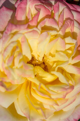 Beautiful varietal roses in the summer garden