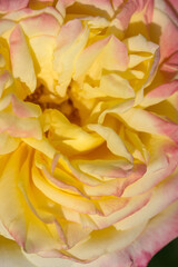Beautiful varietal roses in the summer garden