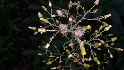 Many stemmed flowers that have not bloomed. Perfect for documentaries about tropical rainforests and World Wildlife Conservation Day on December 4th.