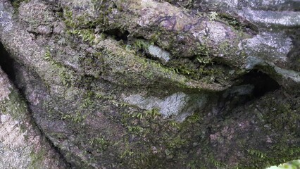 Green moss clings to a large tree. Perfect for documentaries about tropical rainforests and World Environment Day on June 5th.