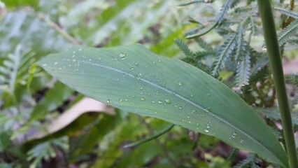 Photo of textured plant leaves. Perfect for documentaries about tropical rainforests and World Wildlife Conservation Day on December 4th.