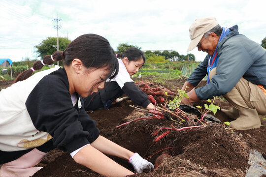 さつまいもを収穫する家族