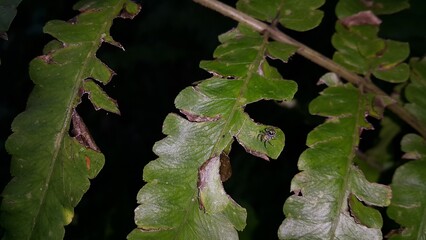Jumping Spider, Blue Spider, Tiny spider's photo. Photo taken in the forest. Night. Perfect for...