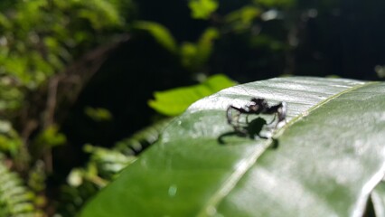 Out of foccussed. Black Jumping spider. World Environment Day on June 5th. Shot in a tropical rainforest. Tiny spider's photo. Photo taken in the forest.