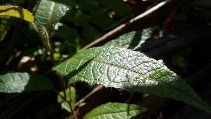 Beautiful textured plant leaves background. Perfect for documentaries about tropical rainforests and World Environment Day on June 5th.