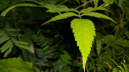 green leaves. Beautiful textured plant leaves background. Perfect for documentaries about tropical rainforests and World Environment Day on June 5th.