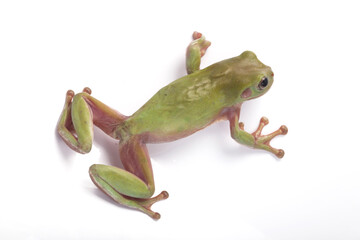 Dumpy frog litoria caerulea on white background