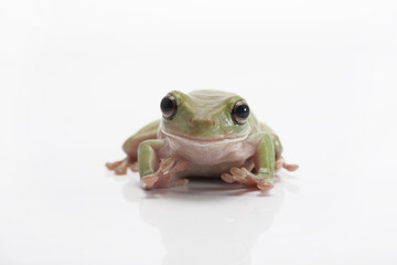 Dumpy frog litoria caerulea on white background