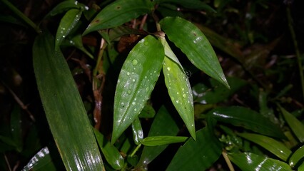 Natural photos. Photo taken in the forest. Perfect for documentaries about tropical rainforests and World Environment Day on June 5th.