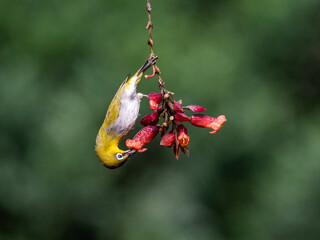Indian white eye bird hanging upside down and sucking nectar from flower.