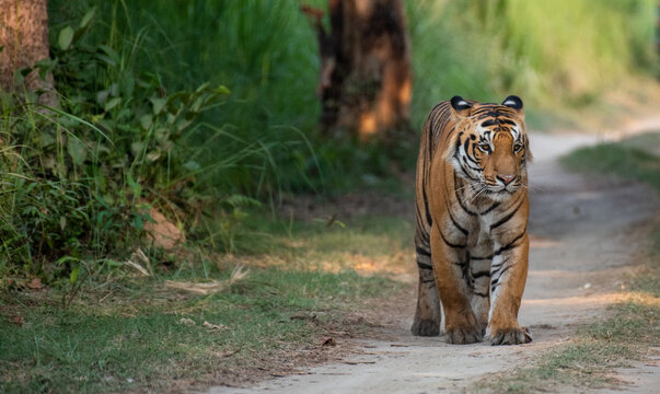 Fototapeta Royal bengal tiger walking on the forest road. Close up, selective focus.