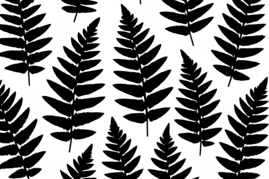 Fern plant botanical silhouette pattern on transparent background