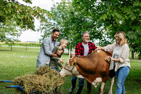 Multi generational family bonding with a farm cow