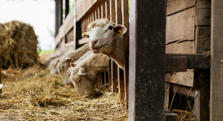 Sheep eating hay in rustic wooden barn © PintoArt