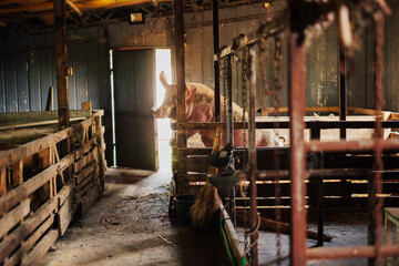 Pig looking out from a wooden barn pen