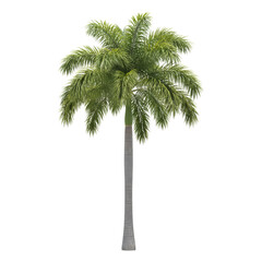 Isolated foxtail palm tree displaying symmetry and vibrant green foliage on a plain field