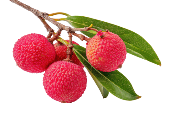 Lychees on branch, pink fruits with bumpy texture