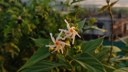 wild flower in the garden. wild flower in the forest. orange flower in the garden. 