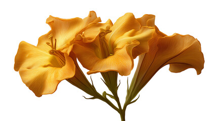 Close up of three vibrant orange angel trumpet flowers against a stark black background in bloom