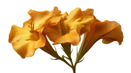 Close up of three vibrant orange angel trumpet flowers against a stark black background in bloom