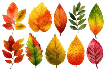 Obraz premium Autumn leaves clipart image for creative projects and seasonal nature backgrounds