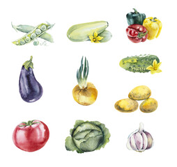 Vegetarian menu. Set Vegetables. Broccoli. Watercolor hand drawn illustration