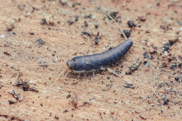 Silverfish insect crawling on wooden surface
