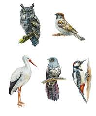 Pattern with bird. Hand drawn illustration mix media: watercolor, oil pastel, color pensil