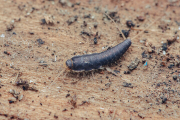 Silverfish walking on wood with dirt particles