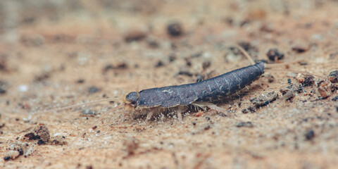 Silverfish walking macro on floor showing pest problem