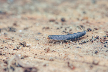 Silverfish insect walking on sandy ground pest control