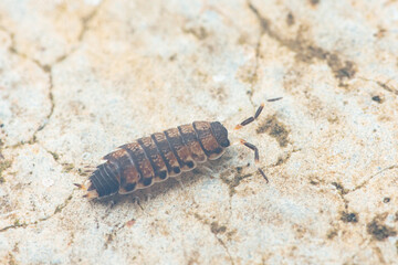Woodlouse crawling on a cracked concrete surface