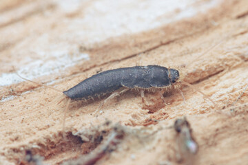Silverfish lepisma saccharinum crawling on wooden surface
